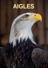Aigles