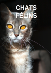 Chats & Félins