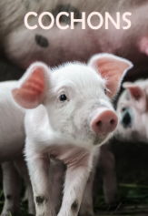 Cochons