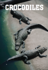 Crocodiles
