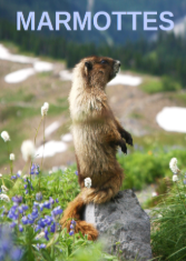 Marmottes