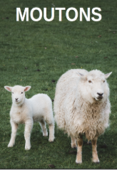 Moutons
