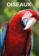 Oiseaux