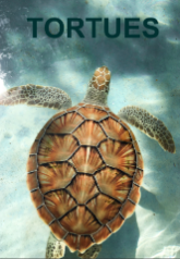 Tortues